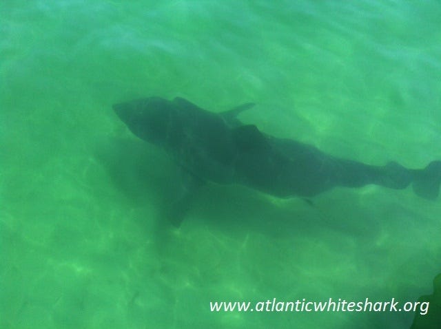 A great white shark spotted off Nauset Beach on Saturday.