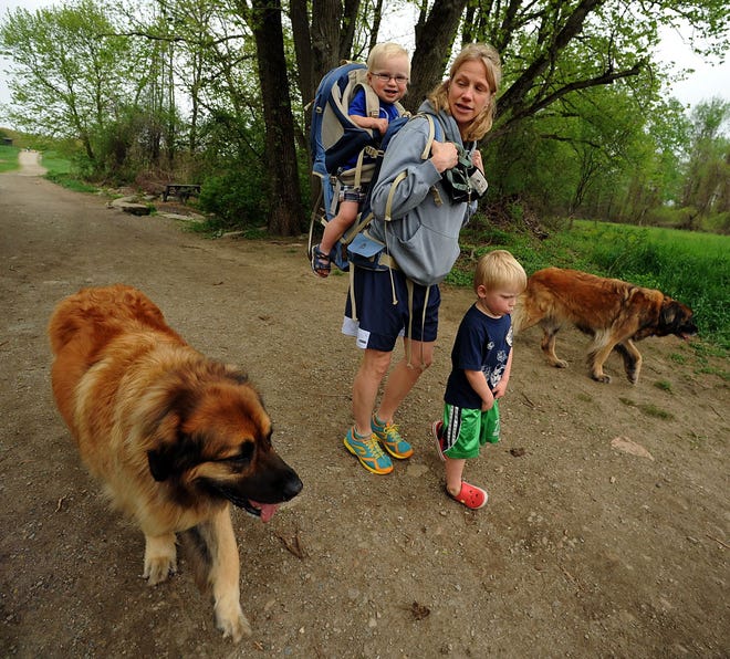 Kim Webster of Framingham hikes Callahan State Park in Framingham with 18-month-old Drew on her back and 3 1/2- year-old Owen and Leonbergers, Futa and Allie, alongside. Daily News Staff Photo / Allan Jung