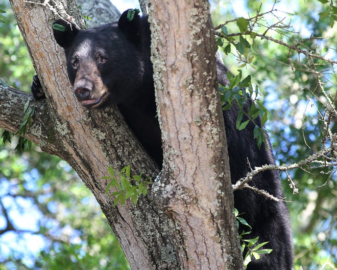 A black bear perches in a Panama City tree in May.