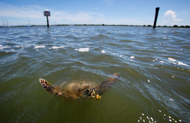 A green sea turtle surfaces to investigate possible food while swimming in Salt Run, near Lighthouse Park, on July 10, 2013.