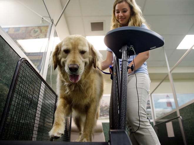Staff worker Kelli Quinones walks golden retriever Ceili on a treadmill for dogs at the Morris Animal Inn in Morristown, N.J. Female golden retrievers are supposed to weigh 55 to 70 pounds but Ceili weighs 126 pounds. The facility says she is very active but when they do stair climbing drills, she has to take a pause.