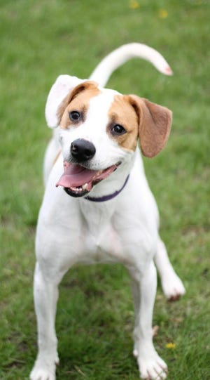 Otis is a very sweet busy boy, about 2 years old, and full of life! He is happy, bouncy and wants to please. Otis is most likely an English pointer, or pointer mix. He is great with other dogs, but can be too busy for some of them. He is great with people, and wants to be with you at all times. He rides great in the car, and walks pretty well on leash. He is house-trained, crate-trained, and knows some basic commands. His adoption fee is $150. If you are interested in meeting him, you can complete an application at www.shhspets.com.
