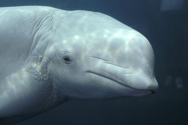 A file photo depicts a beluga whale, known for pearly skin and expressive faces, at Georgia Aquarium in Atlanta.
