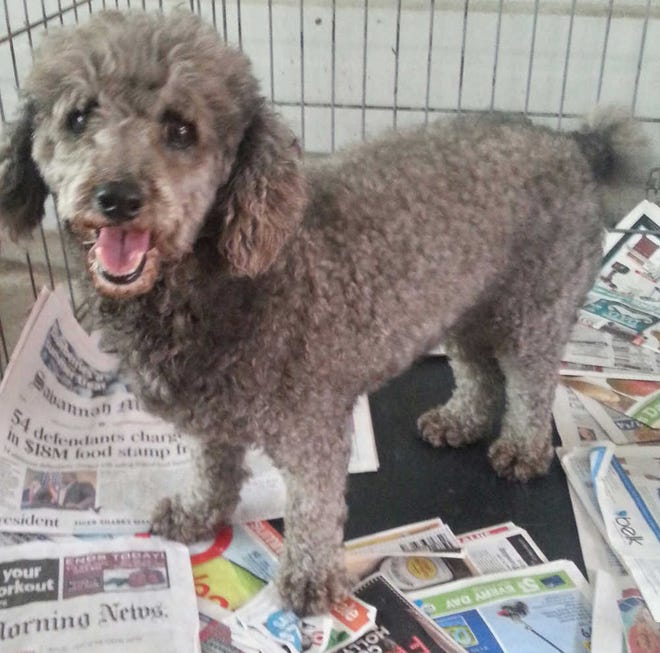 BoBo is a 6-year-old poodle. This poor little boy was dumped at Animal Control after the death of his owner. He is the sweetest thing, housetrained, neutered, up to date on shots and microchipped. BoBo is a great dog that is just looking for someone new to love!