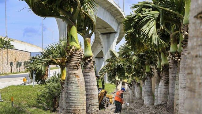 Trees being installed on northbound ramp from Belvedere Road to Interstate 95 are among more than 3,000 palm trees and flowering trees that will be installed at Belvedere and Southern Boulevard interchanges to provide a more impressive gateway to and from Palm Beach International Airport . (Lannis Waters / The Palm Beach Post)