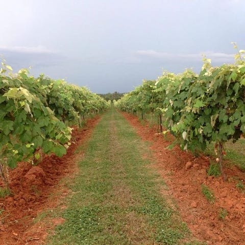 Photo Courtesy Post Familie Vineyards / Arkansas winegrowers are battling mold and mildew during a wet summer, following a late freeze in mid-April. Thomas B. Post, winegrower at Post Familie Vineyards, said he has seen successful mold and pest control this year with spraying ozone water.