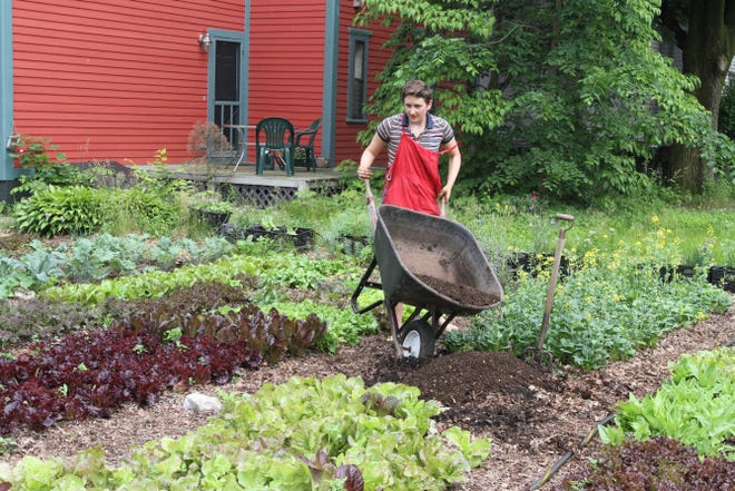 Laura Brown-Lavoie, of the Sidewalk Ends Farm on Harrison Street in Providence, brings fresh soil to the large garden, which grows Bachelor’s buttons, red Russian kale, fuschia-stemmed Swiss chard. A tin-roofed, yellow and blue chicken coop, is home to five Rhode Island Reds.