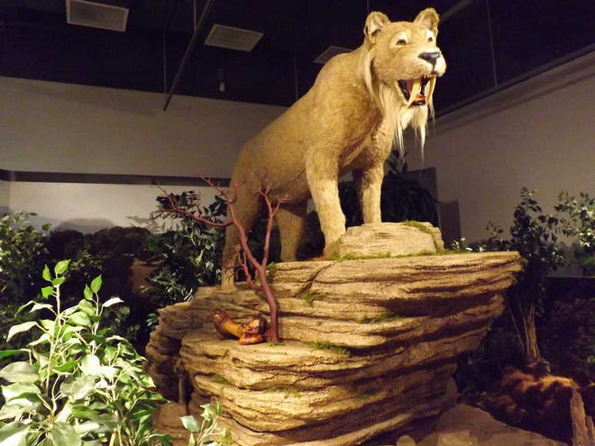 A large saber-toothed cat is among the dioramas and interactive displays in the "Ice Age Imperials" exhibition.