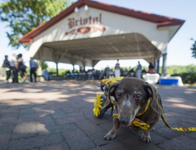 Patiently waiting for the ceremony to begin is ring-bearing, wheely-dog "Mocha." Christy Milliken and George Steinfeldt invited all guests to bring their dogs as they exchanged wedding vows on the Bristol waterfront, Saturday, July 5, 2014 (PHOTO Bryan Woolston / @woolstonphoto)