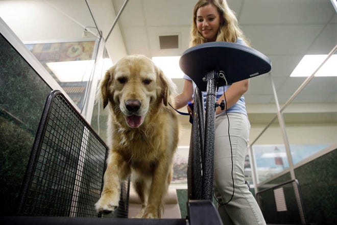 Staff worker Kelli Quinones walks golden retriever Ceili on a treadmill for dogs at the Morris Animal Inn Thursday, June 19, 2014, in Morristown, N.J. Female goldens are supposed to weigh 55 to 70 pounds but overweight Ceili weighs 126 pounds. The facility says she is very active but when they do stair climbing drills, she has to take a pause. (AP Photo/Mel Evans)