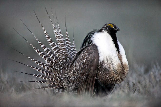 FILE - This April 2014 photo provided by Colorado Parks and Wildlife shows a Gunnison sage grouse with tail feathers fanned near Gunnison, Colo. The obscure, chicken-sized bird, best known for its mating dance, could help determine whether Democrats or Republicans control the U.S. Senate in November. The federal government is considering listing the greater sage grouse as an endangered species next year. Doing so could limit development, energy exploration, hunting and ranching on the 165 million acres of the bird's habitat across 11 Western states. (AP Photo/Colorado Parks and Wildlife, Dave Showalter)