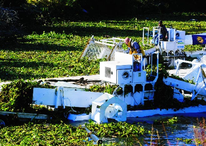 A crew from Hayward-based Aquatic Harvesting operates two hyacinth harvesters in December to clear the boat-launching area of Louis Park in Stockton of the invasive water plant.
