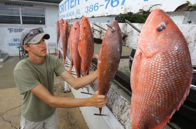 Chris DiFrancesco unloads red snapper caught aboard Daytuna Fishing Charters on Friday, the first day of red snapper season.