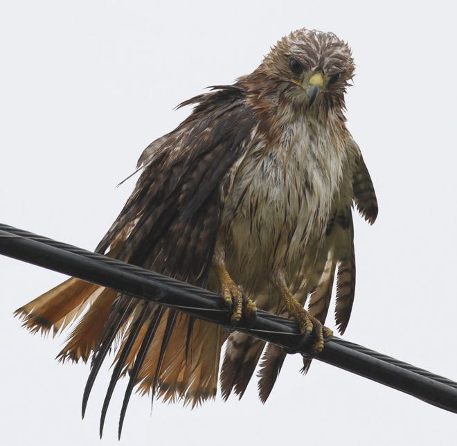 This soggy adult red-tailed hawk was hunting intently even as it was trying to dry its feathers after a rainstorm. These powerful hawks are built for soaring and hunting from perches.