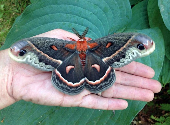 Think all moths are gray pests that hover at your door, waiting to get in and eat your wool suits? This "Cecropia" moth is not the only exception. Learn more at The Moth Ball.