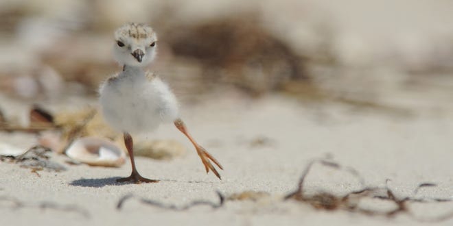 In this file photo, a plover chick navigates Kalmus Beach.