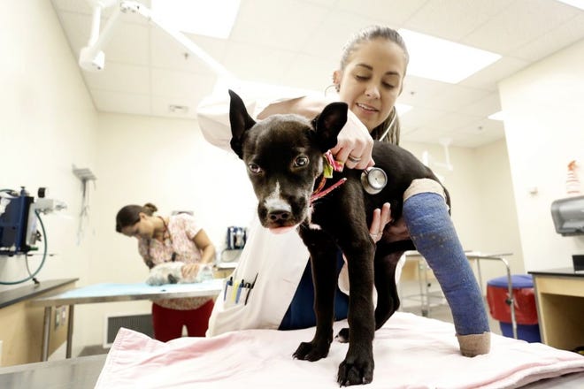 Fourth-year vet student Lindsay Gallagher examines a dog with a broken leg from an animal shelter as part of the HAARTS program Tuesday in Gainesville.