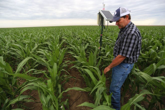 Ulysses area farmer Clay Scott checks on a ground probe in a corn field on Tuesday, July 1, 2014. The probe measures the soil moister and allows Clay to make adjustments to his irrigation water usage.