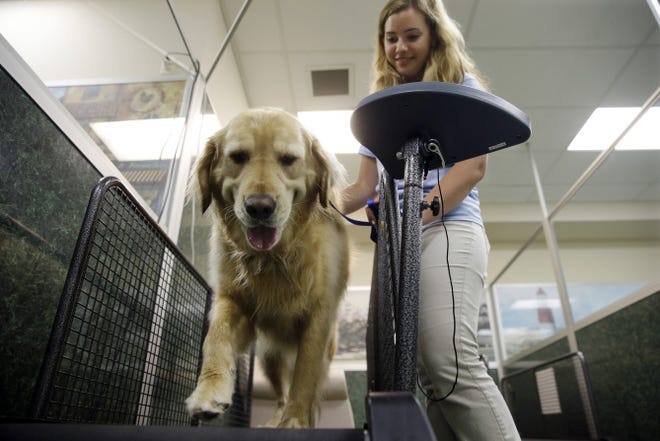 Staff worker Kelli Quinones walks golden retriever Ceili on a treadmill at the Morris Animal Inn in Morristown, N.J. Female goldens should weigh 55 to 70 pounds, but overweight Ceili weighs 118 pounds.
