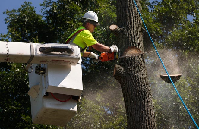 Springfield Public Works employee Jon Self cuts the trunk of a sweet gum tree near the intersection of Monroe and MacArthur Boulevard. Photos by Ted Schurter/The State Journal-Register