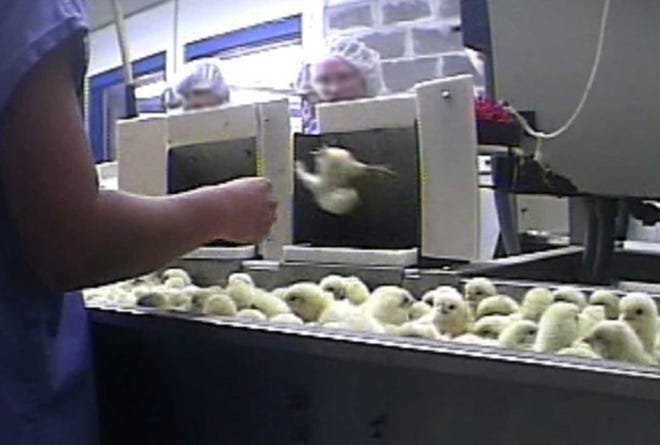 A file photo provided by Mercy for Animals, shows a frame grab from a video made by an undercover member of the group of male chicks being tossed into a grinder at an Iowa hatchery. The years-long fight over laws prohibiting secretly filmed documentation of animal abuse is moving from state legislatures to federal courts.