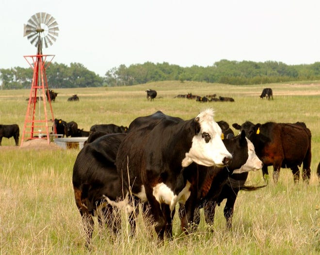 Cows graze in Rock County, Neb. Compared with other animal proteins, beef produces five times more heat-trapping gases connected to global warming per calorie, puts out six times as much nitrogen for water pollution, takes 11 times more water for irrigation and uses 28 times the land.
