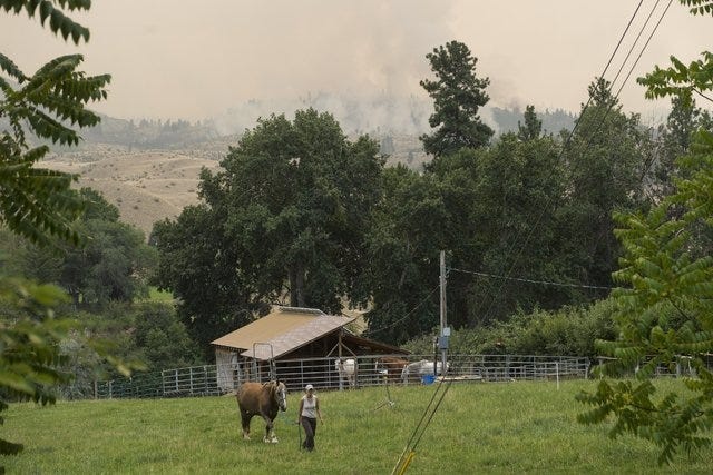 THE ASSOCIATED PRESS / Alyssa Jumors leads her horse back to her property after storing it with a neighbor, on July 20, 2014 in Carlton, Washington. Her neighbor had greener pastures, which would be safer for the horse if the wildfire got any closer to their land. The Carlton Complex fires have swept the region covering over 215,000 acres of land and destroying over 100 structures. (AP Photo/The Seattle Times, Maddie Meyer) 
 THE ASSOCIATED PRESS / Washington State Gov. Jay Inslee walks the perimeter of a burned down home during a visit to the residential areas on Chiliwist Road affected by the Carlton Complex wildfire, near Malott, Wash., on Sunday, July 20, 2014.  (AP Photo/The Seattle Times, ) 
 THE ASSOCIATED PRESS / John Johnson returns to clear out and salvage remnants of his burned down home on Chiliwist Road, after the Carlton Complex fire burned through the valley, near Malott, Wash., on Sunday, July 20, 2014. (AP Photo/The Seattle Times, Marcus Yam)