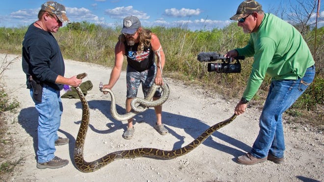 Jim Turner, of Bradenton, and Dusty Crum try to control two Burmese Pythons they found next to each other on a canal bank, while hunting partner ,Bill Booth, of Myakka City, records them on his video camera. (Greg Lovett/The Palm Beach Post)