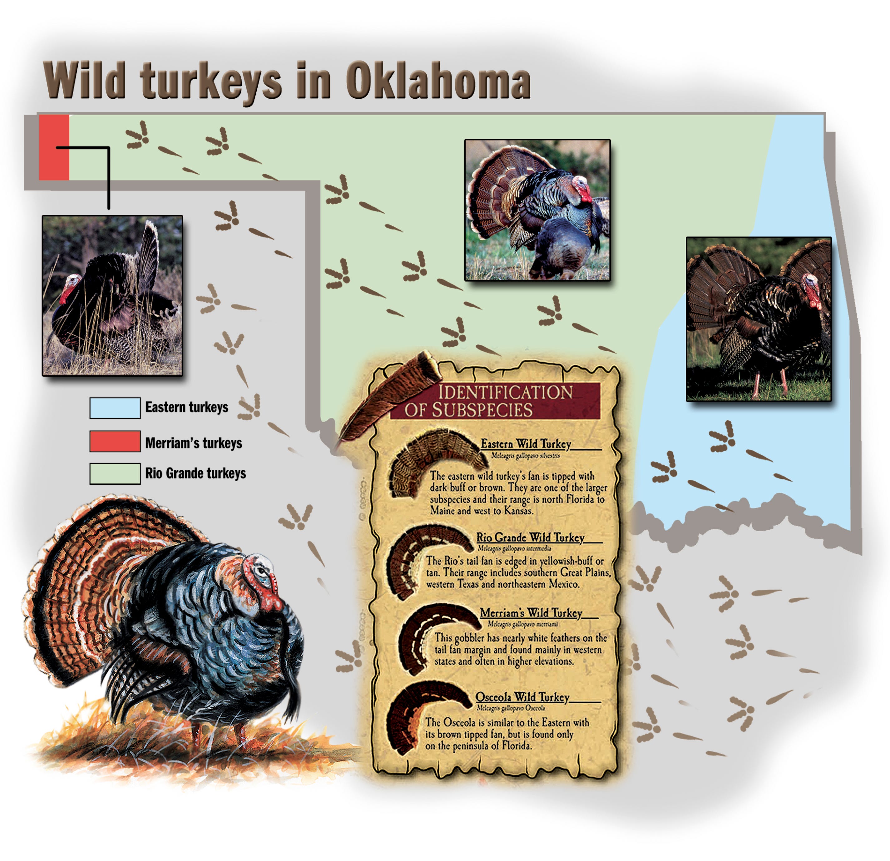 The Oklahoma Slam State Hunters Target Merriam S Rio Grandes And Eastern Wild Turkeys