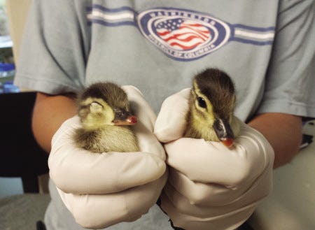 Ducklings that survived an accident on Route 101 in Newfields are seen at the Center for Wildlife in Cape Neddick, Maine.