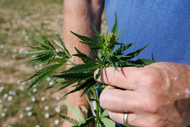 THE ASSOCIATED PRESS / This July 3, 2014 photo shows Jim Denny inspecting the growth of a hemp plant on his property in Brighton, Colo. Denny learned the hard way that he needed neighbors permission before growing hemp. He learned about marijuanas non-intoxicating cousin at an event earlier this spring and decided to try the crop on a 75-by-100-foot plot in his yard. But Dennys hemp plot ran afoul of his homeowners association, which ruled the hemp experiment unacceptable. (AP Photo/Ed Andrieski)