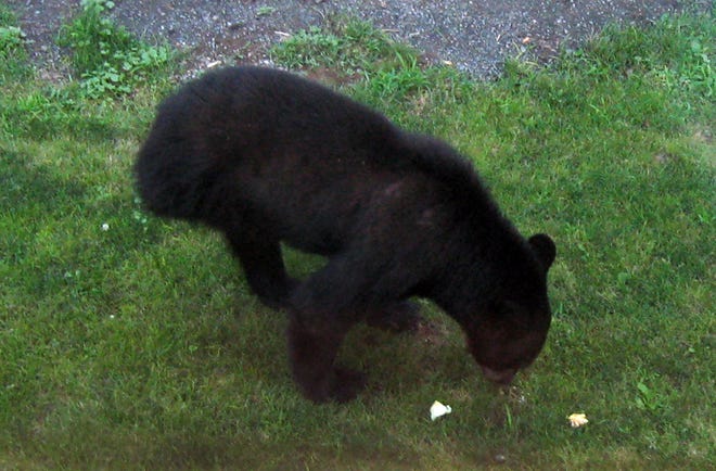 Linda Klein sent in this photo of a three-legged bear near her home in Smithfield Township.
