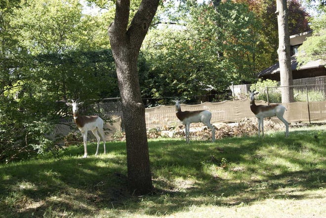 Raul, 5, an Addra gazelle, died at the Topeka Zoo Monday after breaking its neck ramming a gate.