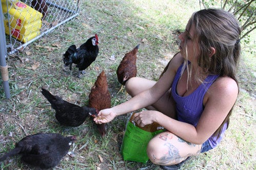 After receiving a correction notice from Okaloosa County code enforcement last Friday, Cox started a petition on Change.org to allow backyard chickens in the R-2 district of Mary Esther, where she lives.