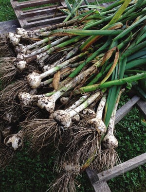 Now is the time to harvest garlic.