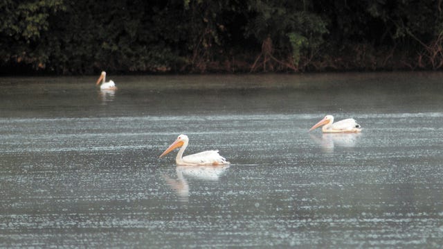 Three American white pelicans paddle slowly towards the marshy end of Arrow Lake Tuesday where they will spend the rest of the day. (Staff photo by Susan W. Thurman)