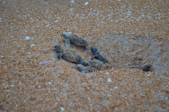 Baby sea turtles emerge from a nest in the sand on Ormond Beach, then head to the ocean, below.