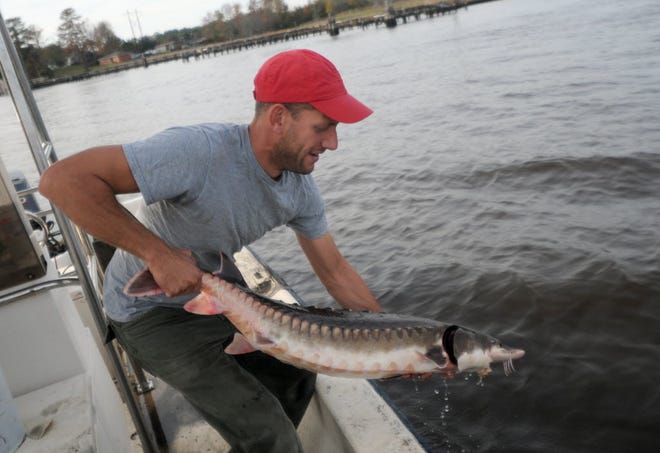 Joe Facendola, a technician for N.C. Division of Marine Fisheries, releases an Atlantic sturgeon caught in the Cape Fear River after tagging it with devices to track its movements in 2011.