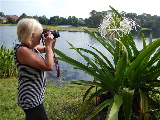 Laurie Kane on an early morning shoot to capture the beauty of the swamp lily.