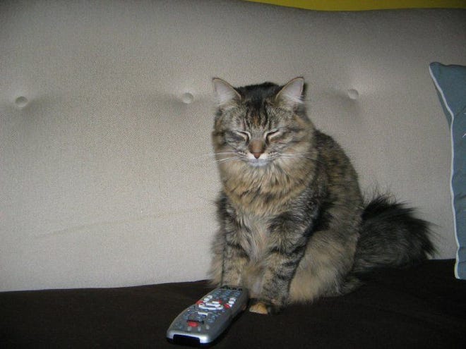 This is Muppet, my cat, changing the station to Saved By the Bell. She doesn't like Good Morning America either.