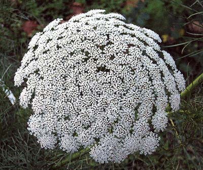 Photo courtesy of Vicki Johnson - Ammi majus, or "Bishop's Weed," can be grown in your garden for cutting. It has a strong stem and lasts long in a vase.