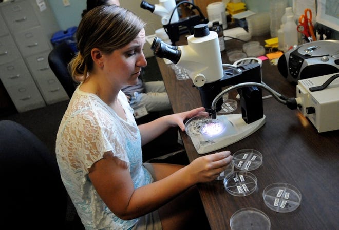 Abby Milkus, an intern with vector control, sorts mosquitoes that were caught in a mosquito trap into specific species at New Hanover County vector control in Wilmington, North Carolina Tuesday, Aug. 12, 2014.