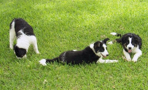 This July 21, 2014 photo provided by the University of California-San Diego shows three border collies, from left, Samwise, Arwen and Frodo. The dogs inspired emotion researcher Christine Harris, a professor of psychology at the university, to do a study on pet jealousy. (AP Photo/University of California-San Diego, Steve Harris)