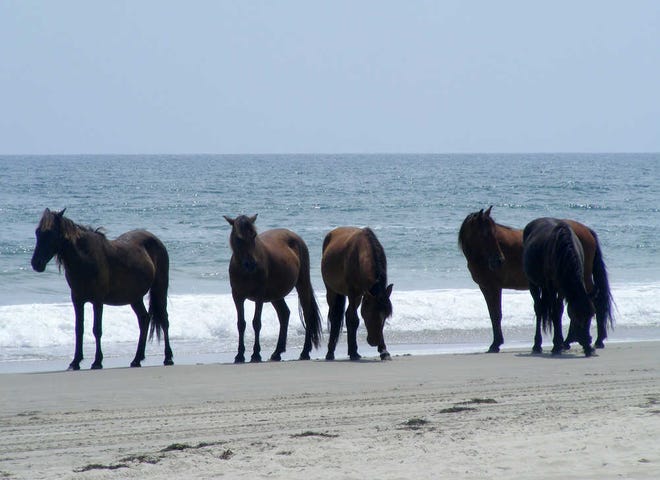 Wild horses on the beach on July 10, 2014 near Corolla, N.C. The horses who have survived on the narrow barrier island for around 500 years are facing serious threats, according to those who manage the herd. (Sean Cockerham/McClatchy/MCT)