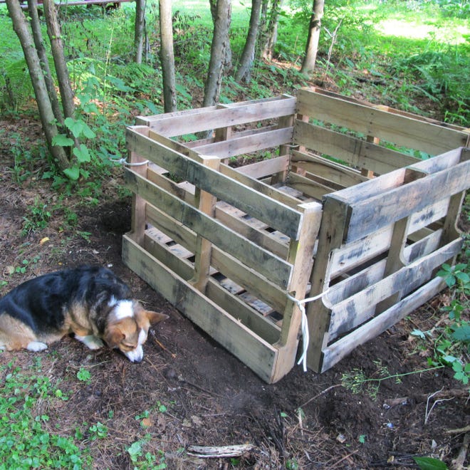 Henry Homeyer's dog Daphne and his palette compost bin. The design was a way to keep Daphne out of the compost she loves to roll in.