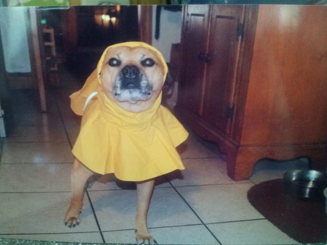 Brandy the pit bull sports her new raincoat and is ready to splash around in the rain. Her owner is Martin Gavin of Saugus. Courtesy photo