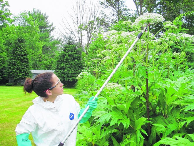 Giant hogweed control technician Stephanie Thorpe tackles the huge, invasive, dangerous plant.