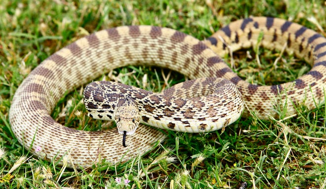 Oklahoma has a lot of snakes. This bull snake near Lake Hefner is nonpoisonous. [Oklahoman Archive Photo]
