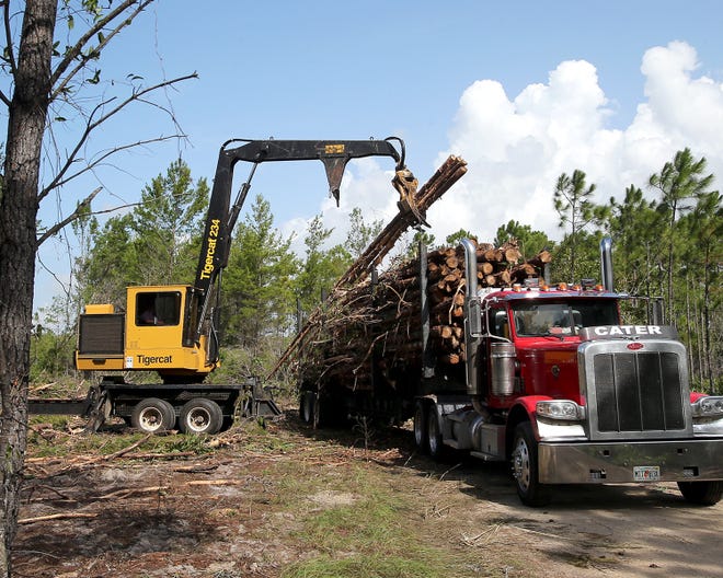 Trees are loaded onto a truck at the Panama City Beach Conservation Park on Tuesday. The park will be closed to patrons until Sept. 20.