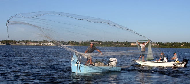 Commercial fisherman Jason Walker opens a perfect circle with his big 14 foot net while shrimping on the Halifax River. Every summer thousands of shrimp migrate through the Intracoastal on their way to breeding grounds.